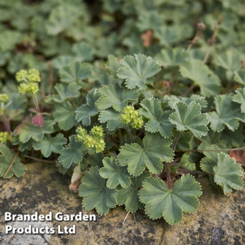 Image of Thompson & Morgan Alchemilla Erythropoda 3 Litre Potted Plant x 1, Green KF3811