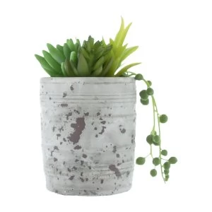 Image of Mixed Succulents Green in Distressed Cement Pot 16cm