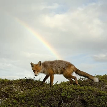 Image of Buck Meek - Buck Meek (Green Vinyl)