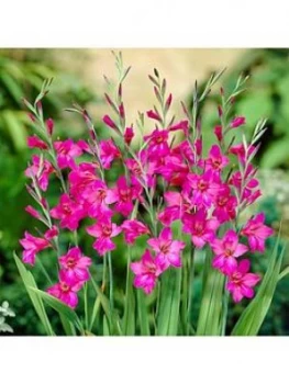 Image of Gladiolus Byzantinus X 50 Bulbs