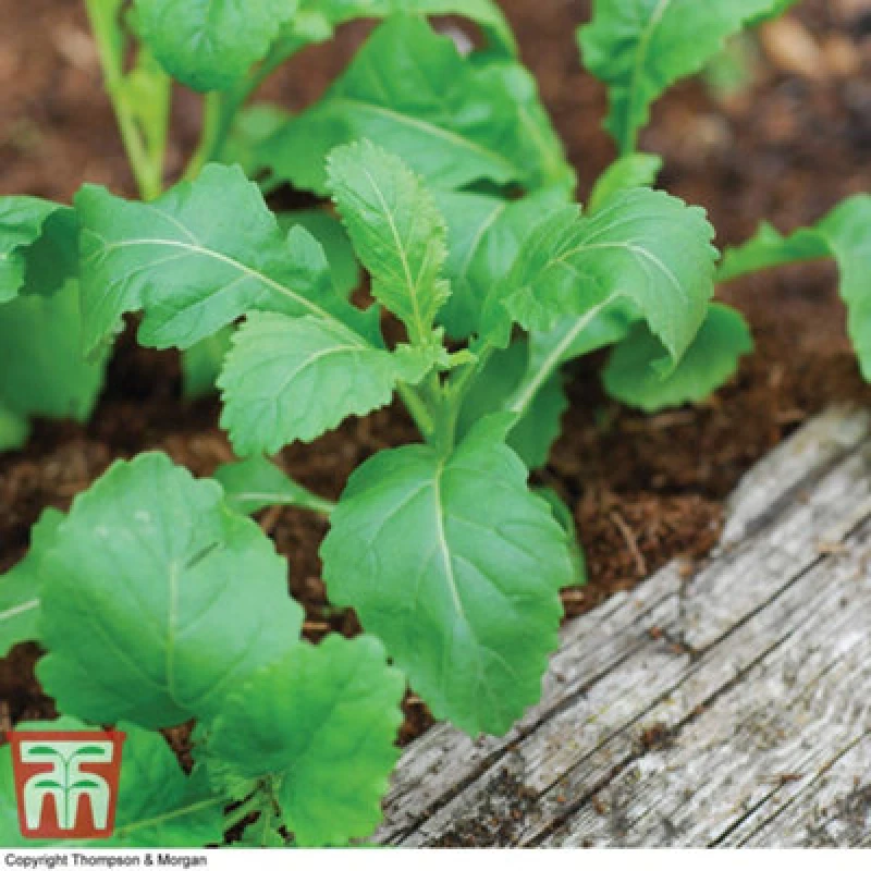 Image of Thompson & Morgan Wasabi Rocket 1 Seed Packet (500 Seeds)