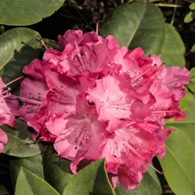 Image of You Garden Yougarden Rhododendron 'hybrid Pink', Established Plant In 15Cm Pot, Ready To Plant, Evergreen Shrub, Early Spring Flowering Plant