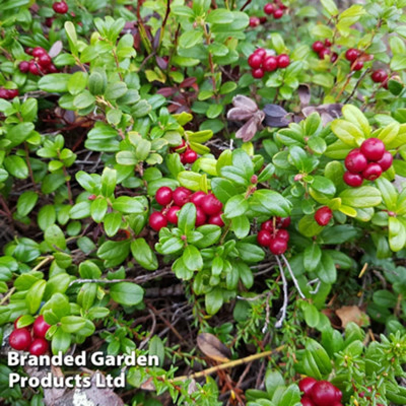 Image of Thompson & Morgan Grow Your Own Fruit Vaccinium (Cranberry) Macro. Early Black 15Cm Pot X 1