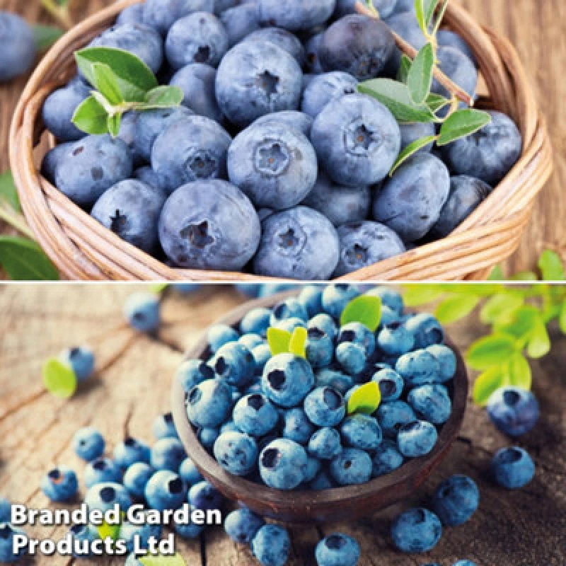 Image of Thompson & Morgan Grow Your Own Fruit - Blueberry Collection - 9Cm Potted Plant X 4 - Summer Fruiting