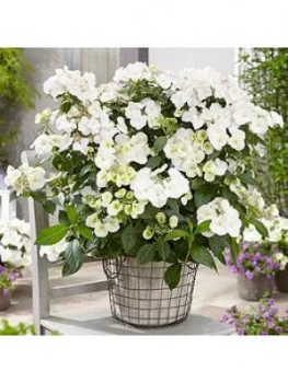 Image of Hydrangea Runaway Bride 10.5Cm Pot - Rhs Chelsea Winner 2018