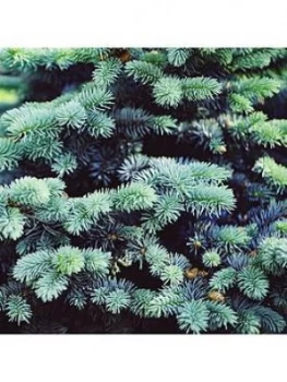 Image of Picea 'Super Blue' Seedling 9Cm Pot