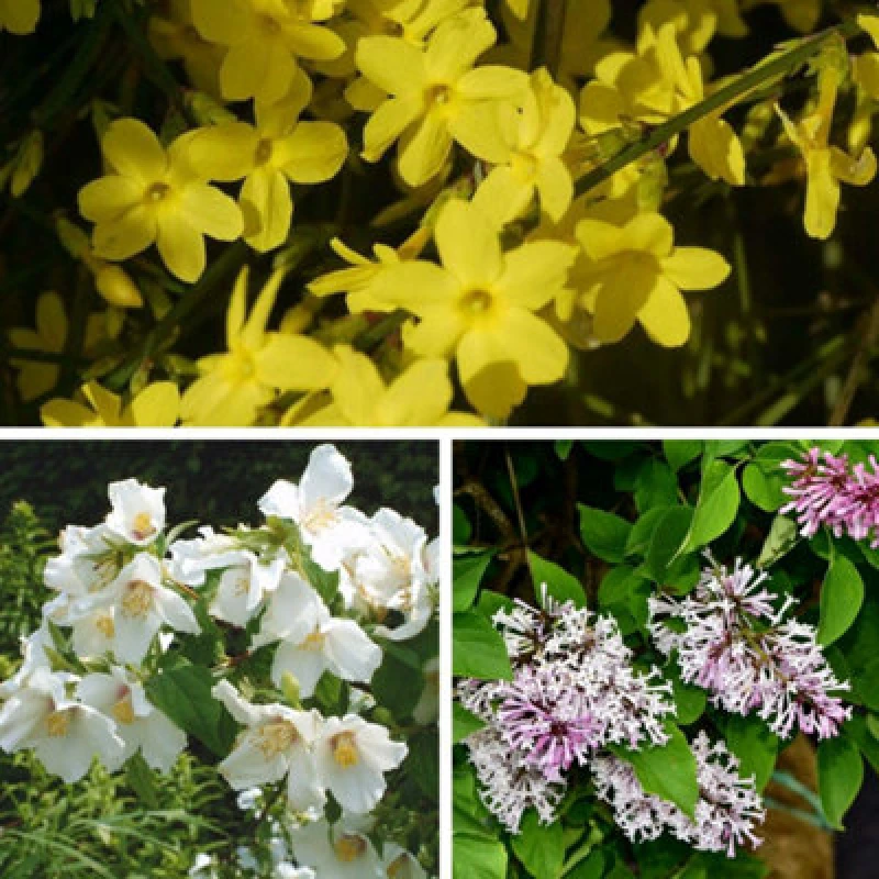 Image of Thompson & Morgan Scented Shrub Collection 9Cm Potted Plant X 6