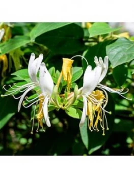 Image of Lonicera 'Honey Baby' 3L