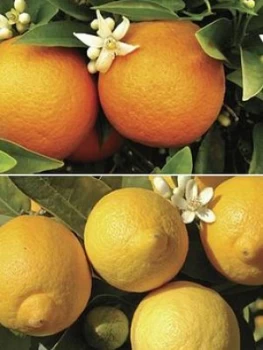 Image of Pair Of 1M Orange & Lemon Citrus Trees With Citrus Feed