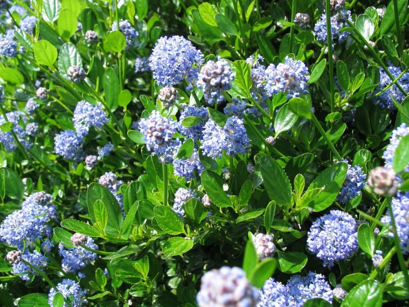 Image of Direct Plants Ceanothus Victoria Californian Lilac Shrub 4-5ft Supplied in a 5 Litre Pot in Green Green Unisex