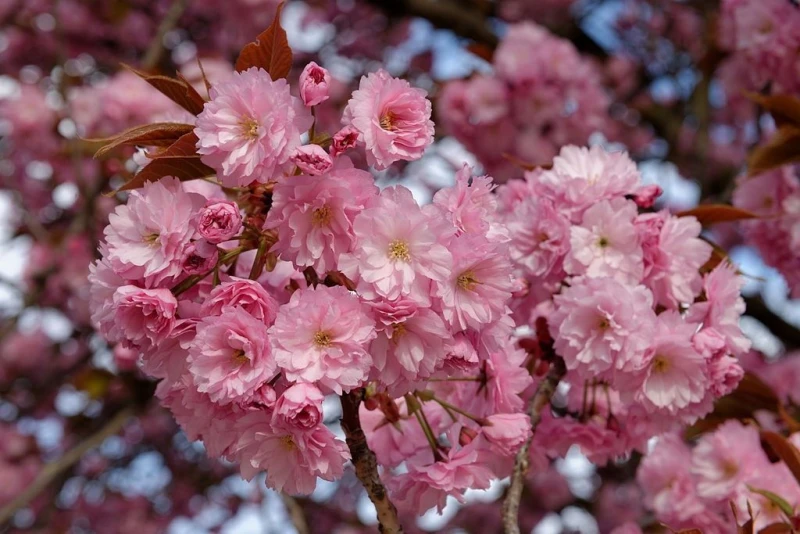 Image of Direct Plants Dwarf Patio Prunus Kanzan Japanese Flowering Cherry Tree 3-4ft supplied in a 5 Litre Pot in Pink Pink Unisex