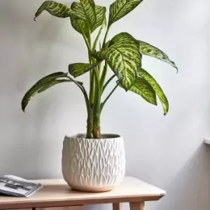 Image of Ivyline Arles Leaf Embossed White Planter - H20Cm W22Cm