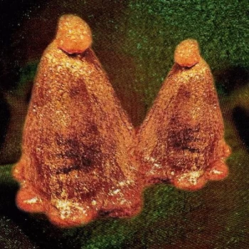 Image of Black To Comm - Oocyte Oil & Stolen Androgens Vinyl