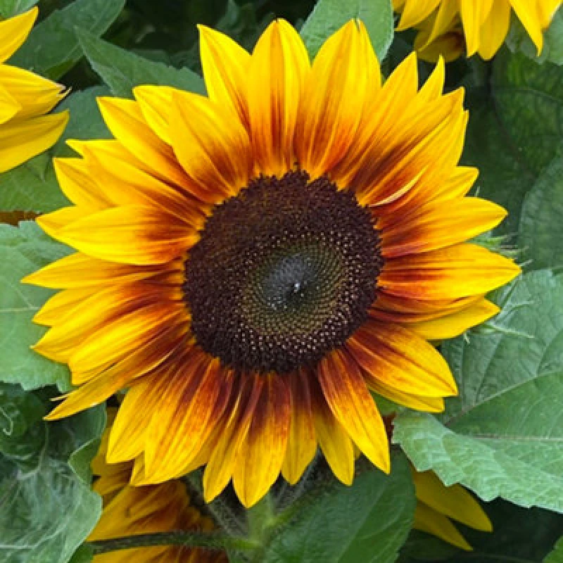 Image of Thompson & Morgan Sunflower Orange Mahogany F1 1 Seed Packet