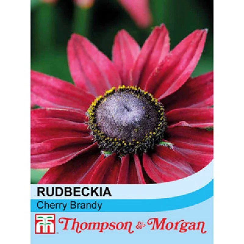 Image of Thompson & Morgan Rudbeckia Cherry Brandy 1 Seed Packet (50 Seeds)