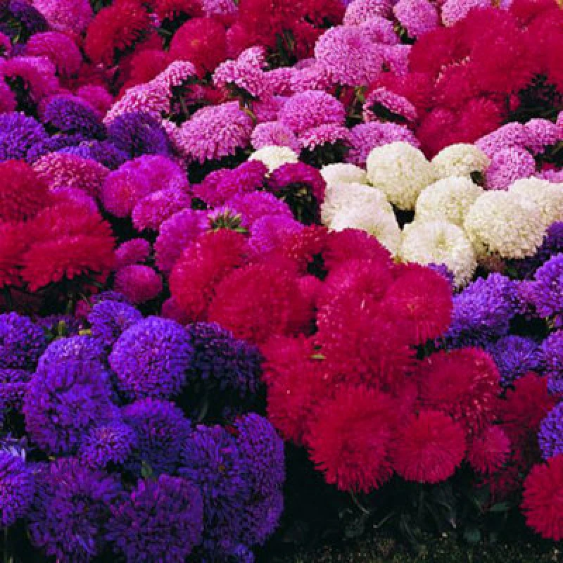 Image of Thompson & Morgan Aster Carpet Ball Mixed 1 Seed Packet (185 Seeds)