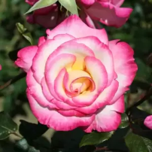 Image of YouGarden Climbing Rose 'Handel'