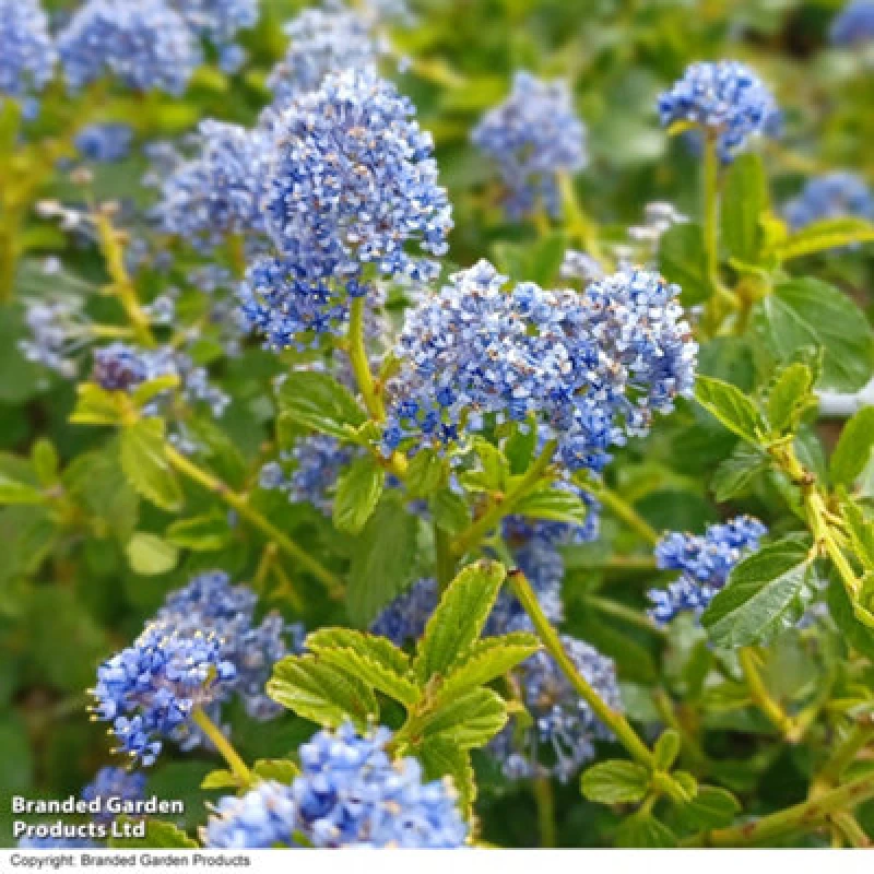 Image of Thompson & Morgan Ceanothus Repens 3.6 Litre Potted Plant X 2