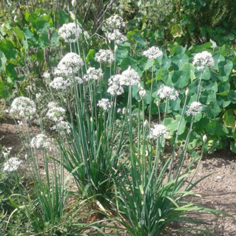 Image of Thompson & Morgan Herb Garlic Chives 1 Seed Packet