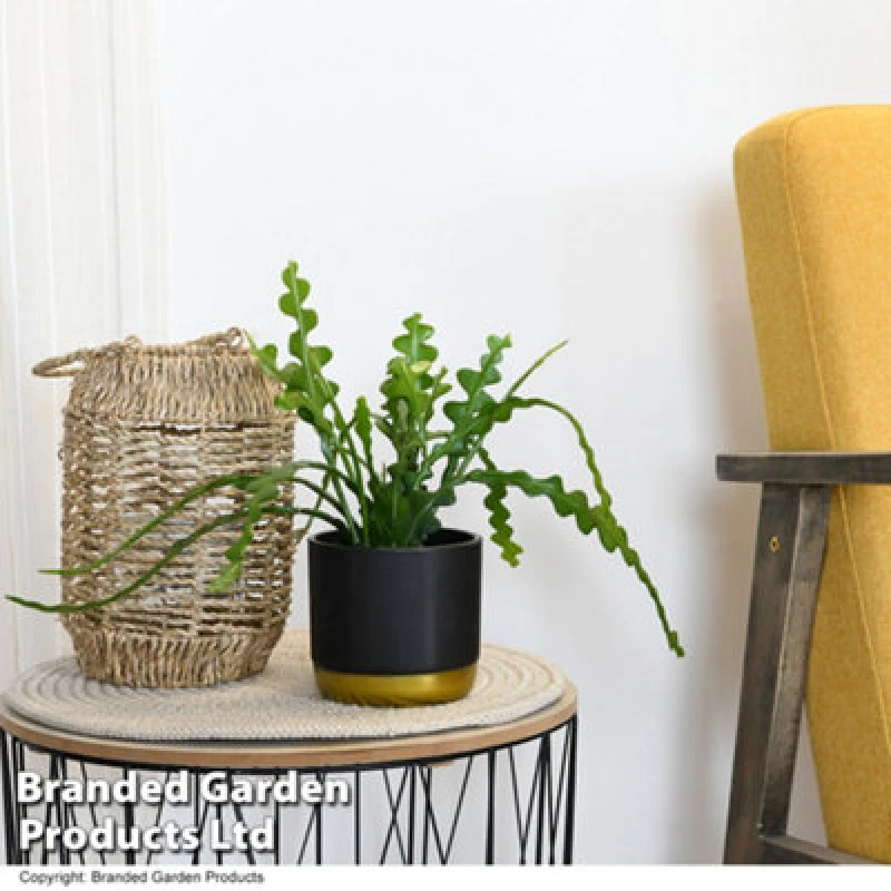 Image of Thompson & Morgan Houseplant - Fishbone Cactus - 1 Plant