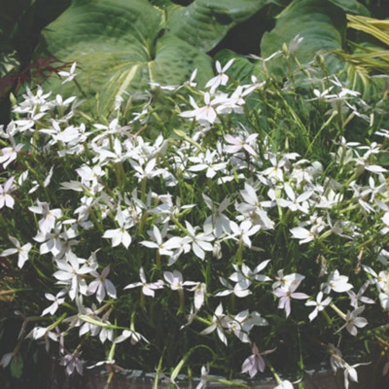 Image of Thompson & Morgan Laurentia White F1 Hybrid Seeds Scented Star Blooms Long-Flowering Ideal For Containers Baskets Borders - 50 Seeds