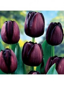 Image of Tulip Queen Of Night X 30 Bulbs