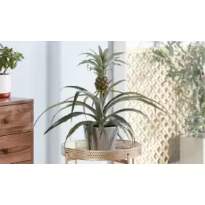 Image of Thompson & Morgan Thompson and Morgan Pineapple Plant (House Plant) - 12cm pot x 2