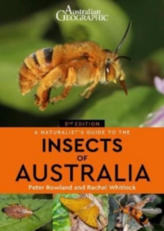 Image of A Naturalist's Guide to the Insects of Australia Paperback / softback