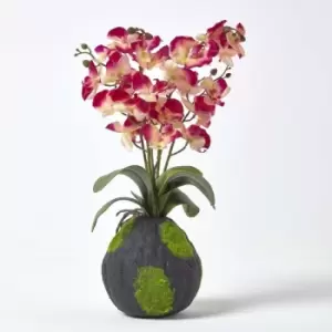 Image of Cream and Pink Phalaenopsis Artificial Orchid with Natural Base, 60cm Tall - Pink & Cream - Pink & Cream - Pink & Cream - Homescapes