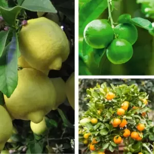 Image of Thompson & Morgan Thompson and Morgan Citrus Tree Collection - Lemon Lime and Orange