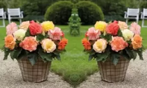 Image of Begonia Collection: 40 Bulbs (8 of each variety)