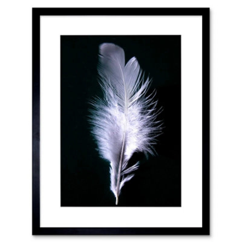 Image of Artery8 Photo Modern Black White Feather Bird 12X16" Framed Wall Art Print
