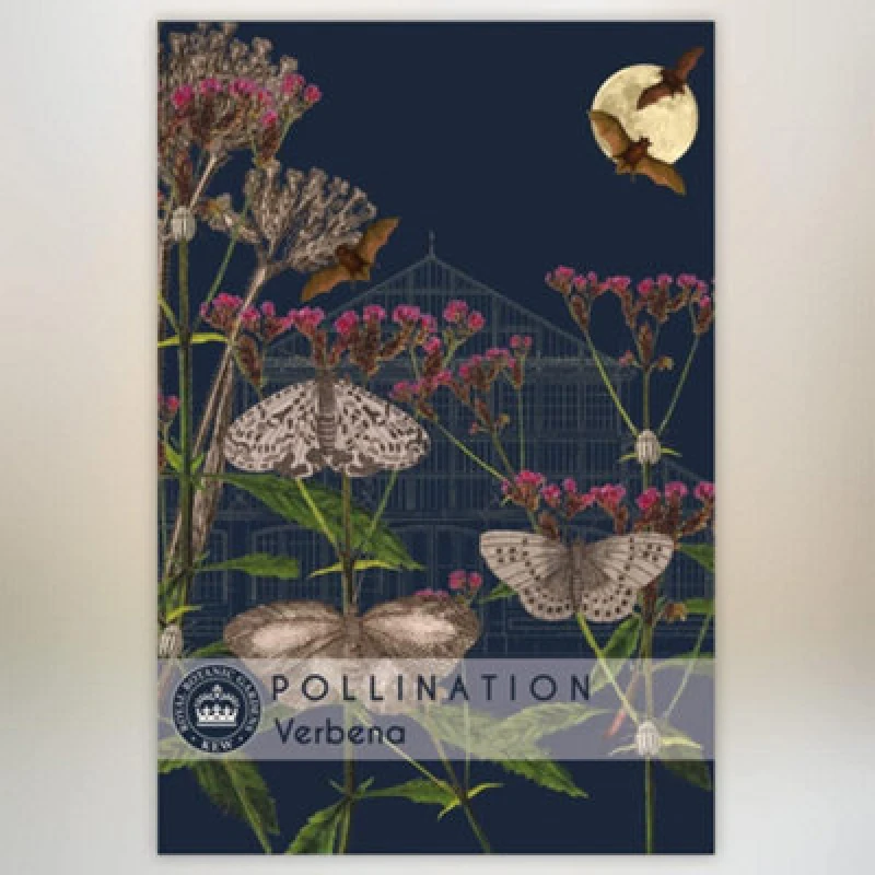 Image of Thompson & Morgan Verbena Promo New Kew Range 1 Packet (200 Seeds)