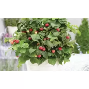 Image of Thompson & Morgan Thompson and Morgan Raspberry (Rubus idaeus) Yummy 12cm Pot x 3