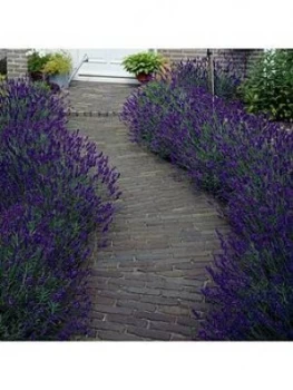 Image of You Garden Hedging Lavender Hidcote 10 X 9Cm Pot