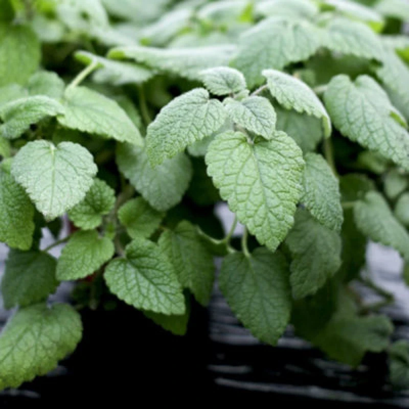 Image of Herb Lemon Balm 1 Seed Packet (500 Seeds) - Thompson & Morgan