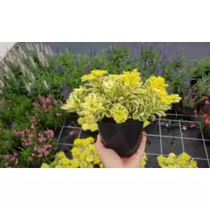 Image of Thompson & Morgan Thompson and Morgan Sedum Atlantis 9cm Pot x 3