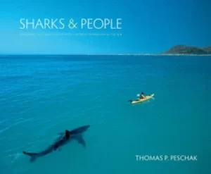 Image of sharks and people exploring our relationship with the most feared fish in t