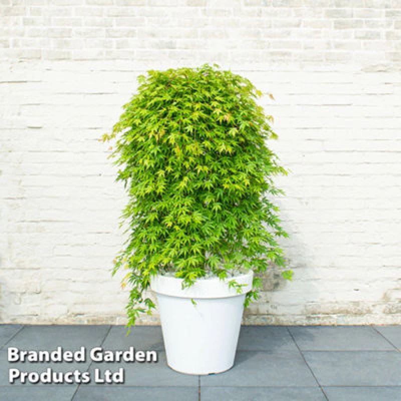 Image of Thompson & Morgan Acer Palmatum Cascade Emerald 3 Litre Potted Plant X 1 - Weeping Acer