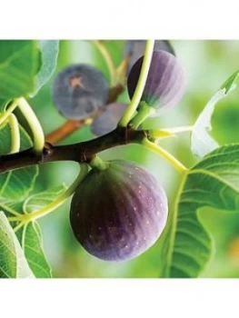 Image of Hardy Fig Brown Turkey Plant 2L Pot