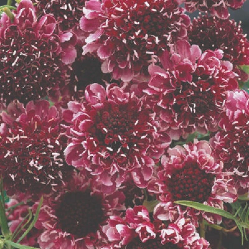 Image of Thompson & Morgan Scabiosa Beaujolais Bonnets Seeds - Hardy Perennial Pincushion Burgundy/raspberry Pink Nectar-Rich Borders/cut Flowers 40 Seeds