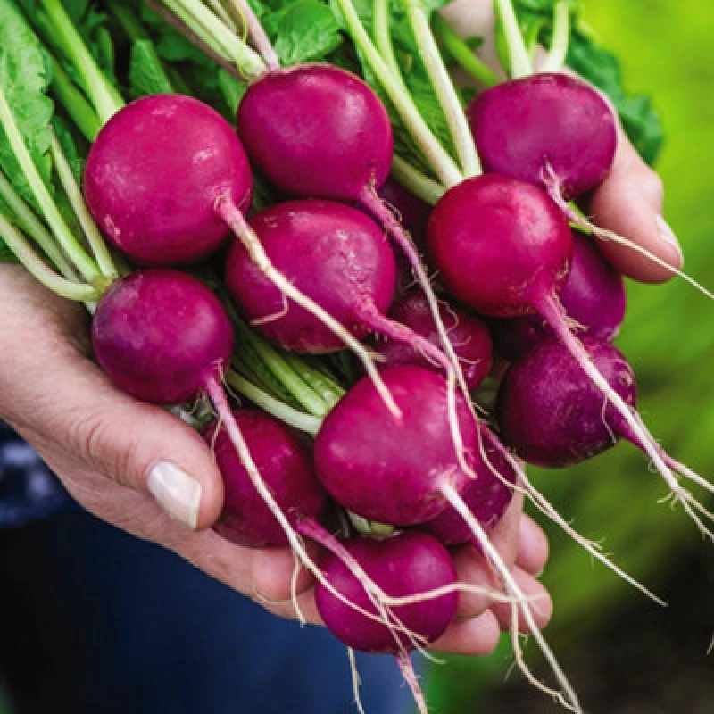 Image of Thompson & Morgan Radish Royal Purple 1 Seed Packet