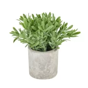 Image of Buxus Plant In Stone Effect Pot