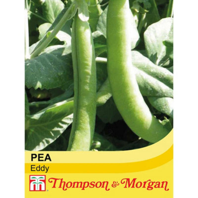 Image of Thompson & Morgan Pea Eddy 1 Seed Packet (300 Seeds)