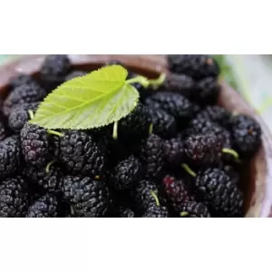 Image of Thompson & Morgan Thompson and Morgan Mulberry (Morus) Charlotte Russe 9cm x 3