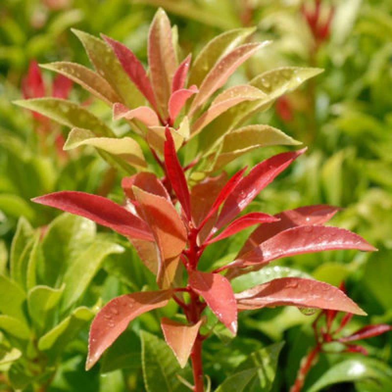 Image of Thompson & Morgan Pieris Floribunda Forest Flame 3 Litre Potted Plant X 1