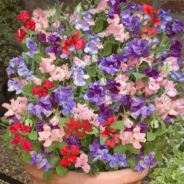 Image of YouGarden Sweet Pea Patio Perfect (20 Garden Ready Plants) 20 Plants Multi 40579499000