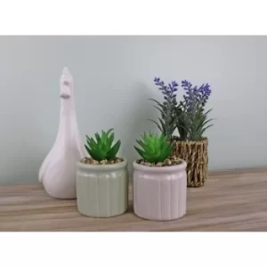Image of Set of Two Succulents In Ceramic Pots