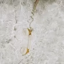 Image of Fall in Love