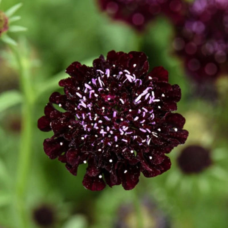 Image of Thompson & Morgan Scabiosa Ace Of Spades Seeds - Hardy Annual Pincushion Flower Near-Black Blooms Fragrant Borders & Cut Flowers 25 Seeds